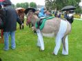 rodho 2013 (57).jpg